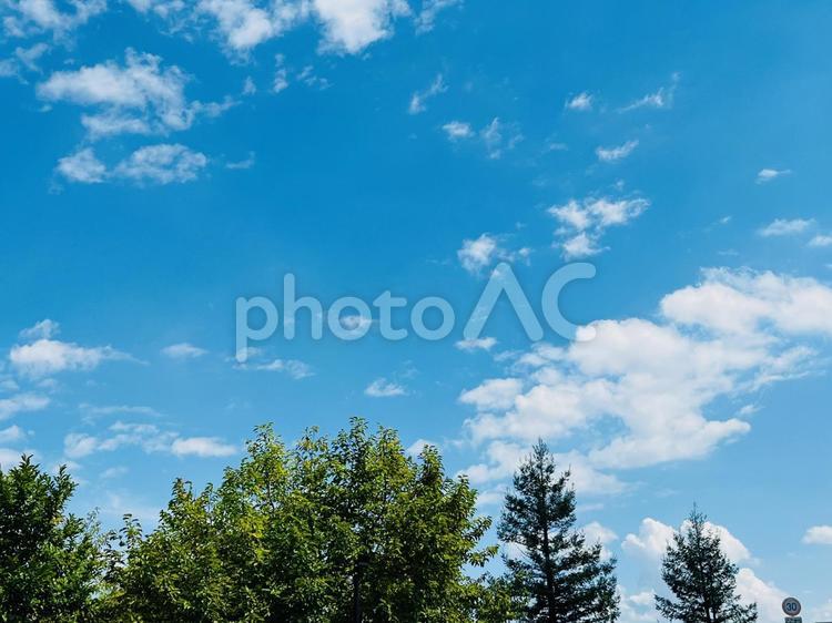 青空と、緑色の木の葉っぱの背景 木,林,森の写真素材