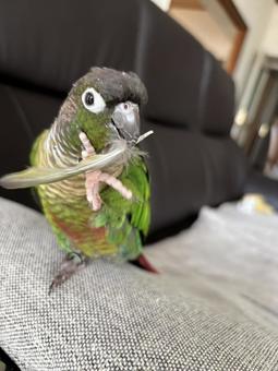 ホオミドリアカオウロコインコ ホオミドリアカオウロコインコ ウロコインコ,インコ,鳥の写真素材