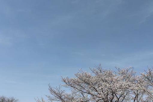 Photo, cherry blossoms, sky, wood, 