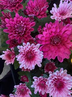 菊　花 菊,花,秋の写真素材