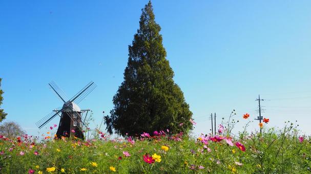 あけぼの山農業公園・コスモス&風車・柏市 あけぼの山農業公園・コスモス&風車・柏市 秋,あけぼの山農業公園,コスモスの写真素材