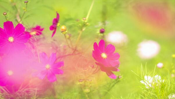 満開のコスモス畑の写真