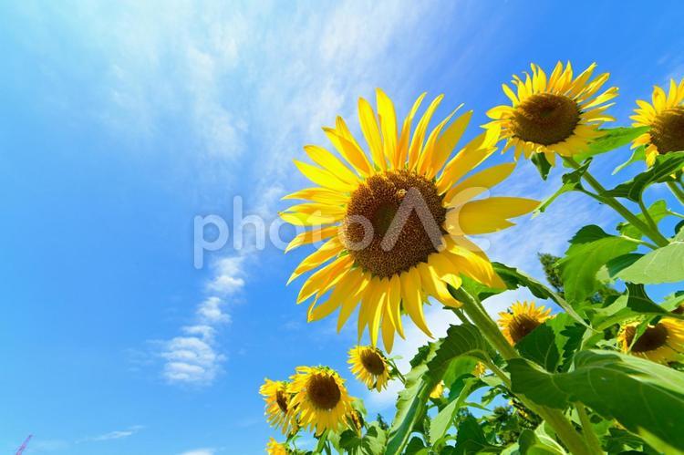 青空とひまわりの花 ひまわり,向日葵,花の写真素材