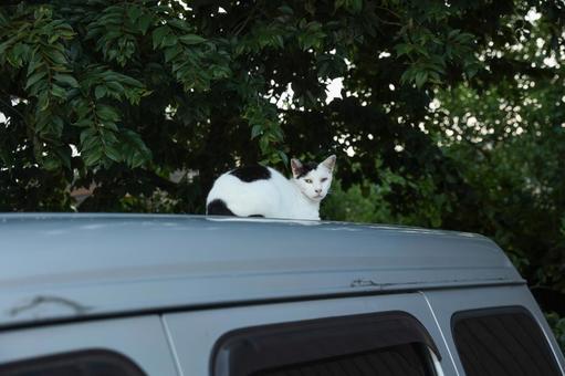 車の上に乗る白黒の猫 車の上に乗る白黒の猫の写真