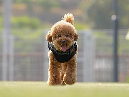 トイプーのポートレート 犬,トイプードル,トイプーの写真素材