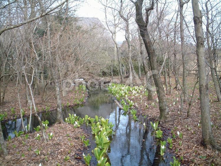 湿生花園の水芭蕉 水芭蕉,ミズバショウ,湿生花園の写真素材