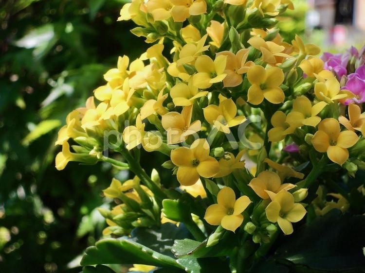 カランコエ　イエロー　 ピンクの花,カランコエ,草花の写真素材