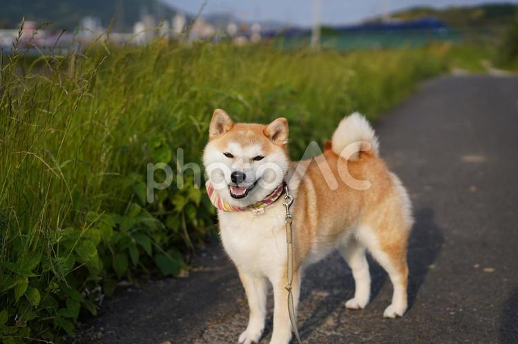 土手の上の散歩コース、ゆず 柴犬,犬,日本犬の写真素材