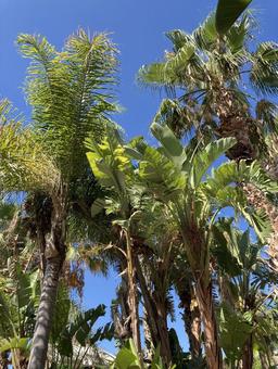 癒しをくれる南国の植物 癒しをくれる南国の植物の写真