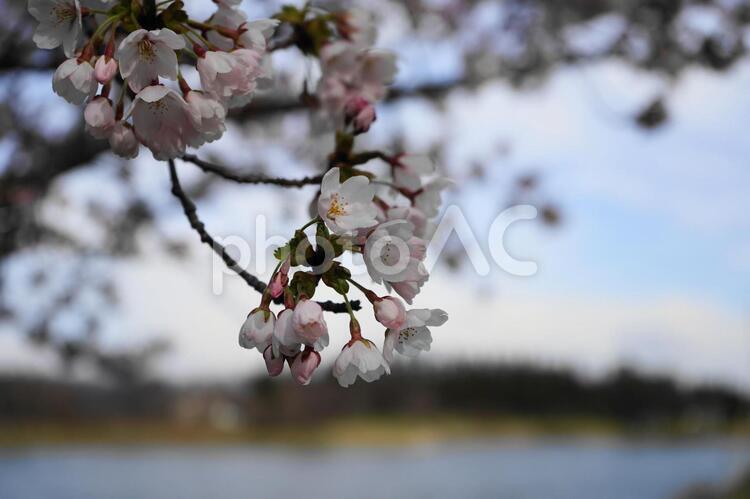 桜３ 桜,さくら,花びらの写真素材