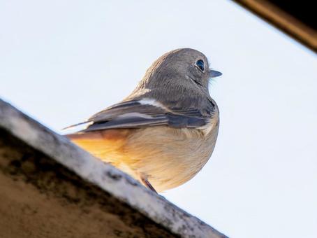 地面を歩くジョウビタキのメス 地面を歩くジョウビタキのメスの写真