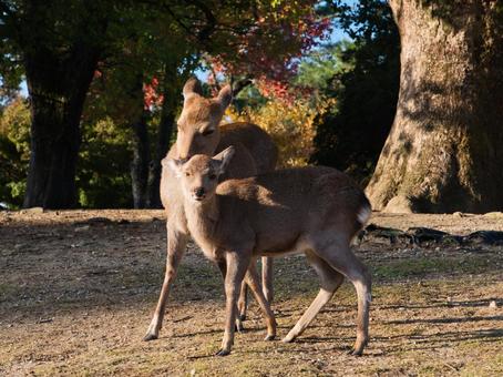 鹿と紅葉 鹿,紅葉,野生の写真素材