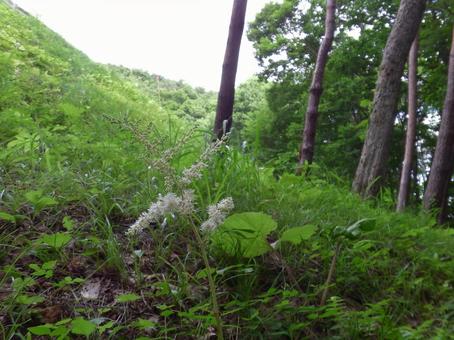 Photo, natural, wood, mountain, 