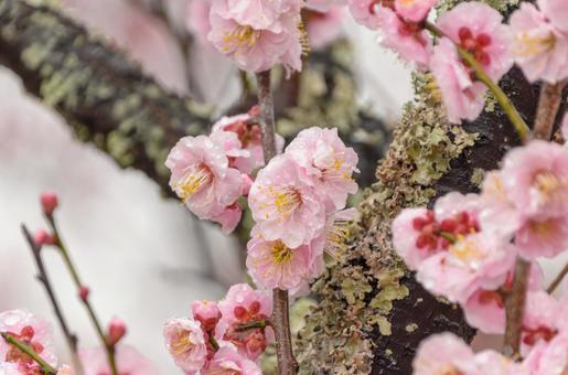 雨に濡れる淡いピンクの梅の花 雨に濡れる淡いピンクの梅の花の写真