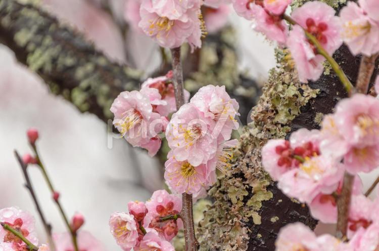 雨に濡れる淡いピンクの梅の花 梅,花,ピンクの写真素材
