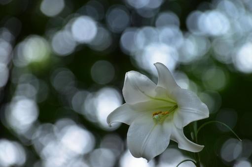 立秋の風に揺れ::テッポウユリ11 立秋の風に揺れ::テッポウユリ11 植物,テッポウユリ,鉄砲百合の写真素材