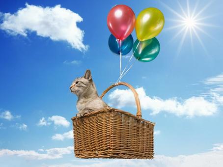 風船で空を飛ぶ猫 猫,かわいい,風船の写真素材