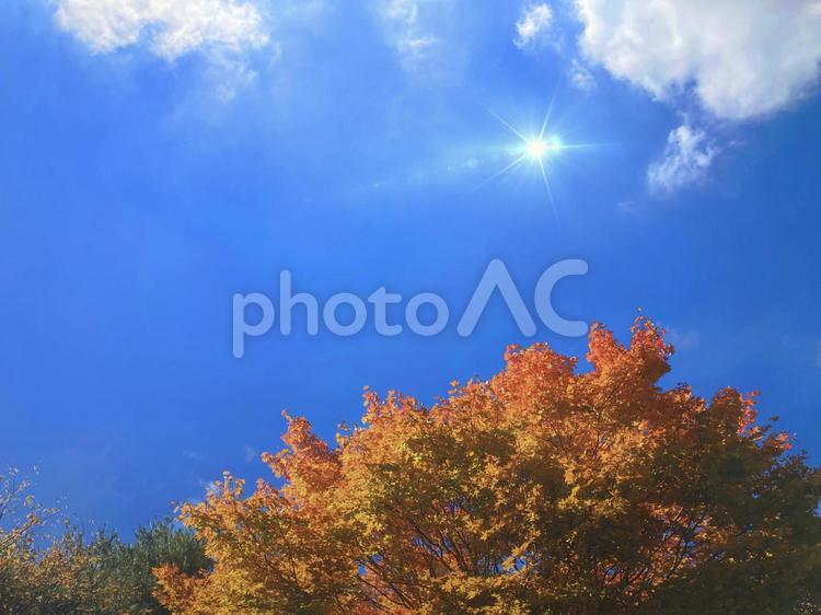 紅葉した木と秋空と太陽の日差しの背景素材_a_02 紅葉,秋空,秋の写真素材