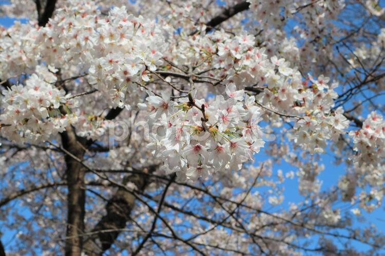 根津神社の桜 桜,根津神社,境内の写真素材
