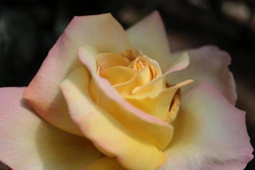 バラ園にて綺麗な薔薇を撮影しました バラ園にて綺麗な薔薇を撮影しました 花,薔薇,自然の写真素材