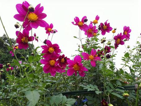 花 花の写真