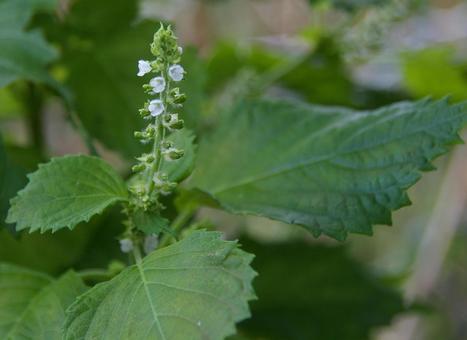 アオジソの写真