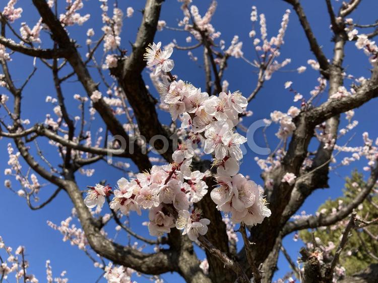 3月の梅と青空　2022 空,自然,屋外での写真素材
