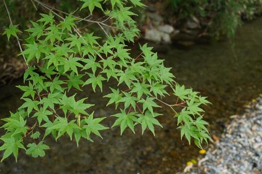 青もみじ　初夏 自然,木々,青もみじの写真素材