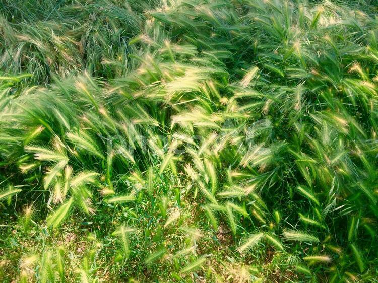 風の強い日 草,植物,葉の写真素材