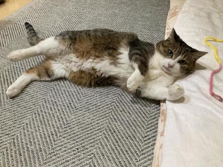 わが家のネコF わが家のネコF ねこ,かわいい,いとおしいの写真素材