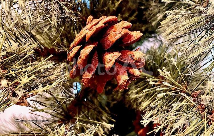 クリスマスツリー　松ぼっくり クリスマスツリー,クリスマス,松ぼっくりの写真素材