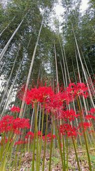 ヒガンバナと竹林 ヒガンバナと竹林 彼岸花,秋,竹やぶの写真素材