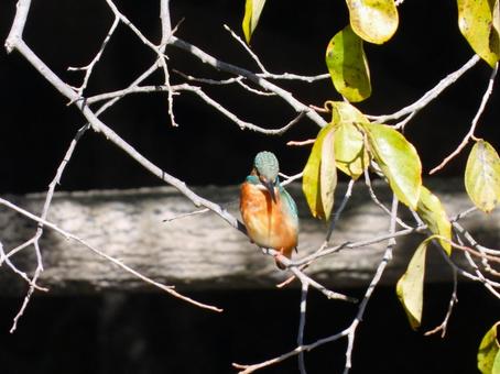 対岸の柿の木の枝にとまるカワセミの写真