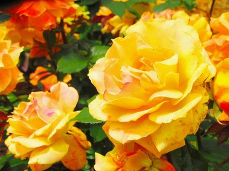 鮮やかな黄色い花の写真