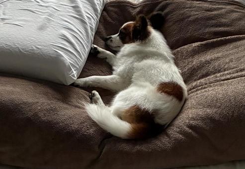 優雅に布団に沈む犬 パピヨン,papillon,犬の写真素材