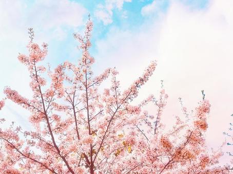 桜　空　美しい　満開　ピンク　青空　春　雲の写真
