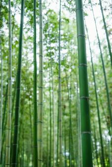 竹林の縦写真 竹林の縦写真 竹林,竹,自然の写真素材