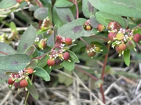 オオニシキソウの実　トウダイグサ科　秋の写真