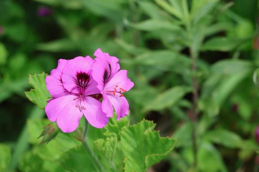 ピンクの花びらの花のアップ ピンクの花びらの花のアップの写真