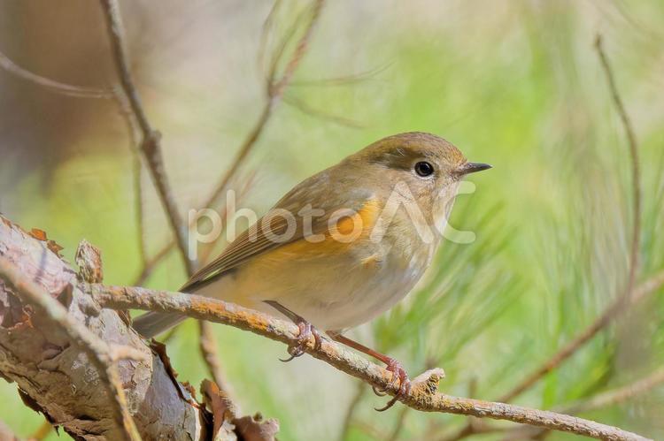 森の中のルリビタキの雌 ルリビタキ,瑠璃鶲,ヒタキの写真素材