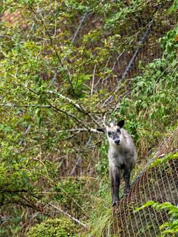 急斜面に立つニホンカモシカ 急斜面に立つニホンカモシカ カモシカ,ニホンカモシカ,動物の写真素材
