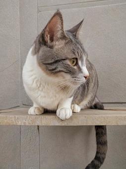何かいる… 何かいる… 猫,トラ猫,可愛いの写真素材