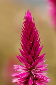 野原に咲く色合いが綺麗なケイトウ 野原に咲く色合いが綺麗なケイトウの写真