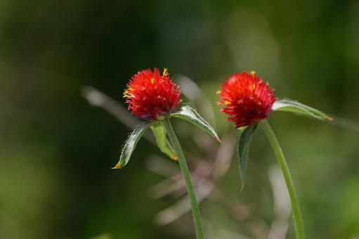 Photo, thousands of red, sennichiko, thousands of grass, 