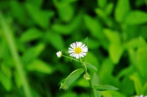 ヒメジョオン ヒメジョオン,姫女菀,キク科の写真素材