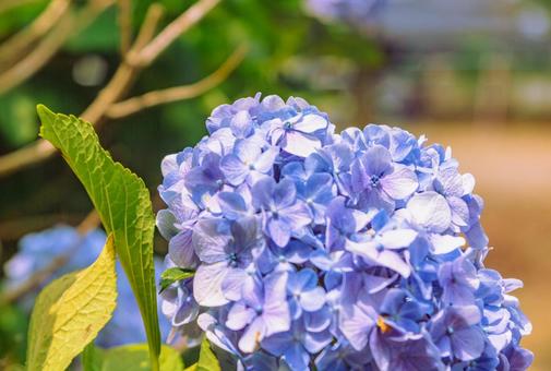 アジサイの花19 アジサイの花19の写真