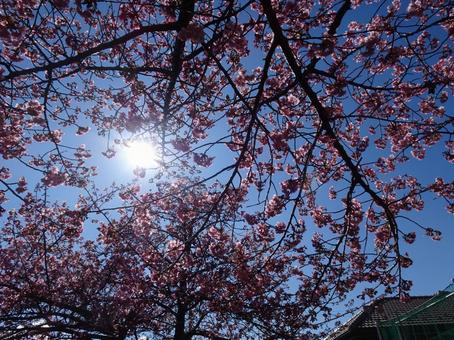 河津桜の公園-36 河津桜の公園-36 公園,河津桜,花びらの写真素材