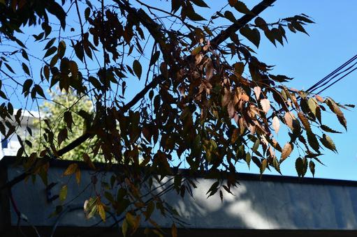 紅葉の季節 紅葉の季節の写真