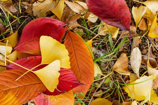 赤・黄・橙の落ち葉のカラフルな絨毯 落ち葉,落葉,秋の写真素材
