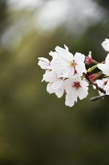 桜（染井吉野・ソメイヨシノ）の写真